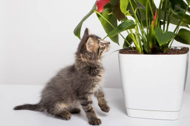 Şirin gri kedi yavrusu beyaz arka planda bir çiçeğin dallarıyla oynuyor..