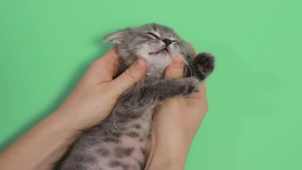 Manos humanas acariciando a un gatito gris sobre un fondo verde cromakey de cerca. — Vídeo de stock