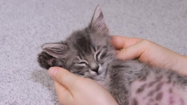 Un hombre acaricia a un gatito gris dormido de cerca. Dos manos de mujer y una mascota. — Vídeo de stock
