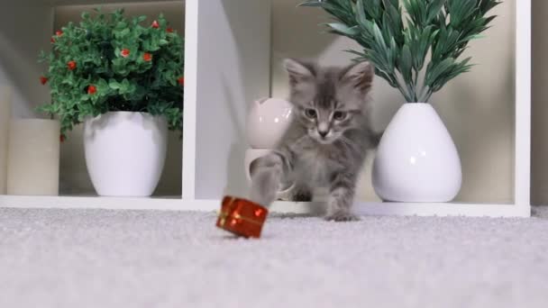 Szürke cicás játékok. A macska rágcsál egy piros ajándék doboz játék, ugrik és élvezi az életet a szobában. — Stock videók