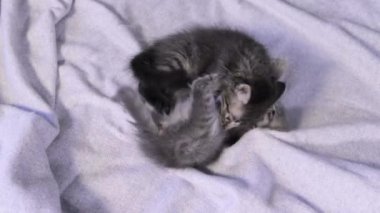 İki küçük sevimli kedi yavrusu yukarıdan gri bir battaniye manzarasında oynayıp ısırıyor..