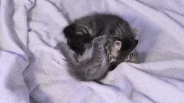 Dos gatitos pequeños lindos juegan y muerden en una vista de manta gris desde arriba. — Vídeos de Stock