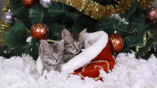 İki gri kedi yavrusu Noel ağacının altında bir kürk sepetinde oturur ve hedefi seyreder, başlarını çevirirler. — Stok video