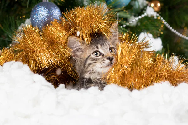 Año Nuevo Cat. Pequeño gatito gris rayado en nieve suave y oropel mira hacia otro lado con lugar para el texto. — Foto de Stock