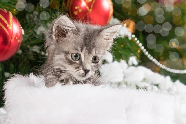 El gatito se esconde en el sombrero de Santa Clauss. Tarjeta de Navidad con un gato gris. — Foto de Stock