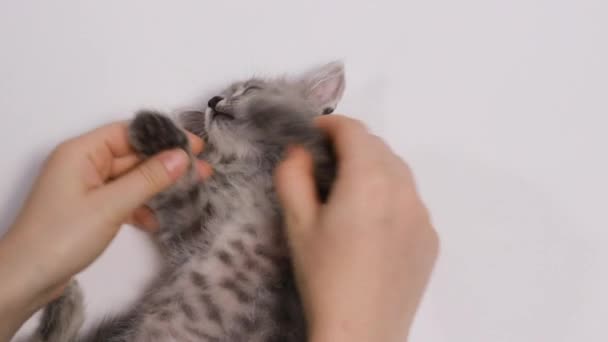 Una persona juega con un gato y sus patas, le hace ejercicios, gimnasia pasiva y aplaude — Vídeos de Stock