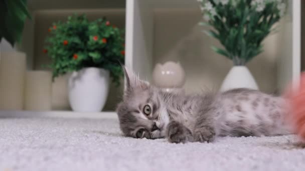 Un gatito gris esponjoso miente y descansa, y bolas rosadas de hilo rodar más allá de él. — Vídeos de Stock