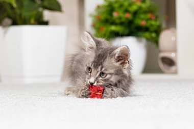 Gri arka planda hediye kutusuyla oynayan tüylü gri bir kedi yavrusu. Hayvanlar için oyuncaklar ve eşyalar, evcil hayvan dükkanı.