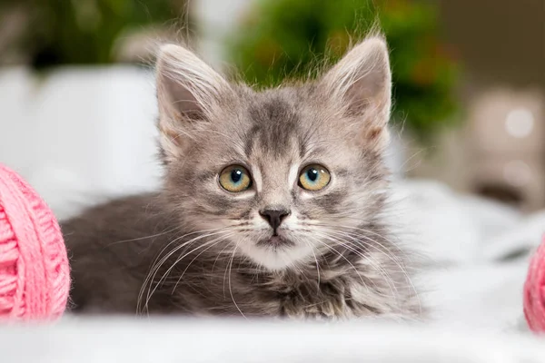 Um gatinho lindo cinza olha para cima de perto, close-up. — Fotografia de Stock