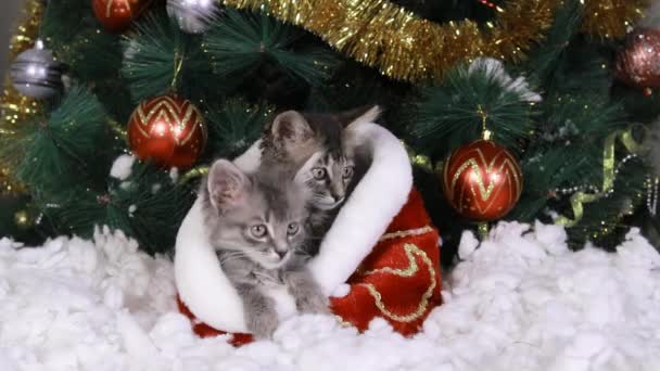 İki gri kedi yavrusu Noel ağacının altında bir kürk sepetinde oturur ve hedefi seyreder, başlarını çevirirler. — Stok video