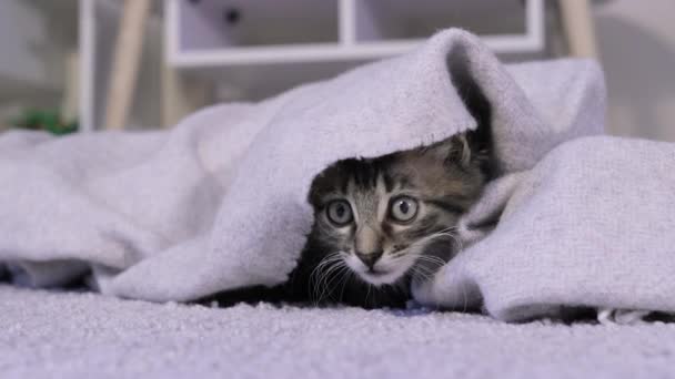 En grå nyfiken kattunge tittar ut under filten och ser sig omkring, vrider på huvudet — Stockvideo