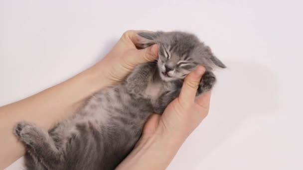 Un hombre acaricia a un gatito sobre un fondo blanco, el gato sonríe y asiente con la cabeza hacia un lado. — Vídeos de Stock