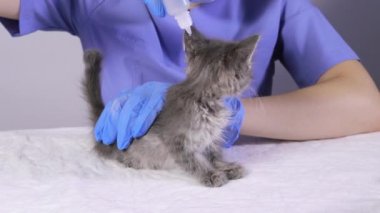 Mavi üniformalı bir veteriner kedi yavrularına pire ve parazit damlaları atıyor.
