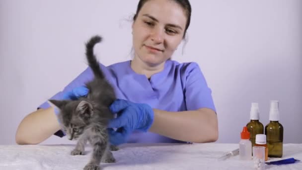 Ветеринар в синей форме гладит маленького серого котенка. — стоковое видео