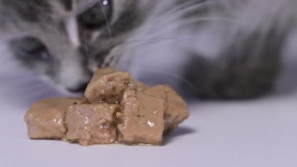 El gatito come comida húmeda para gatitos pequeños de cerca. — Vídeos de Stock