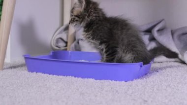 Küçük gri bir kedi yavrusu mavi bir tuvalet tepsisine işiyor ve evde beyaz silis jel çöpü var..