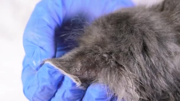 Gros plan d'une chute des cheveux sur une oreille de chat. Microsporia ou lichen chez un chaton, les cheveux tombent et la peau se détache. — Video