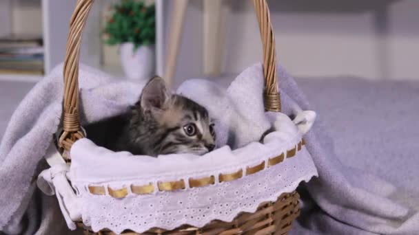 Un gatito gris saltó de la canasta de mimbre en casa. — Vídeos de Stock