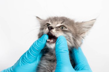 Bir ya da iki aylık bir kedi yavrusunda süt dişlerinin incelenmesi. Kediler için dişçilik, metin için yer