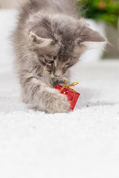 Vertical card with a cat. A fluffy gray kitten plays with a gift box. Toys and goods for animals, pet shop. — Stock Photo, Image