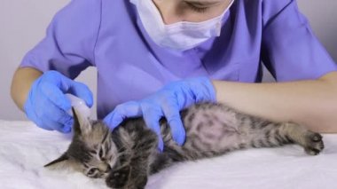 Mavi üniformalı bir veteriner ve eldivenler otitis medyasından kedi kulaklarına damlıyor..