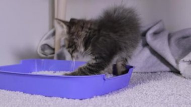 Küçük gri bir kedi yavrusu, bir çöp kutusundaki silis jel dolgusunda arama yapıyor..