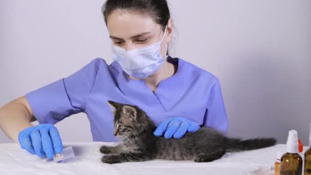 Ветеринар в синей форме дает котенку таблетки.. — стоковое видео