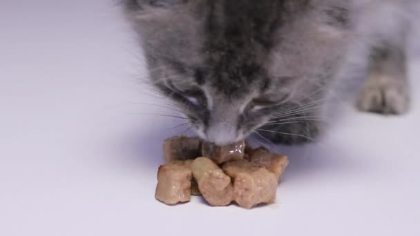 El gatito come comida húmeda para gatitos pequeños de cerca. — Vídeos de Stock