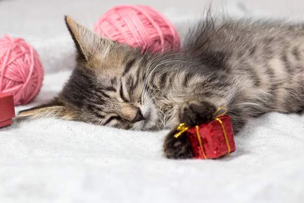 Um gatinho listrado cinza dorme no tapete segurando um pequeno presente vermelho em suas patas. — Fotografia de Stock