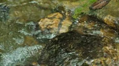 Dağ Akıntısı. Yavaş Çekimde Akış, Sahne Doğası Arkaplanı.