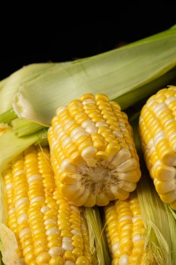 Yeşil kabuklu taze çiğ mısır koçanları..