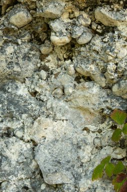 Fresh Greenery on Rough Rock Texture, Symbol of Nature and Sustainability.