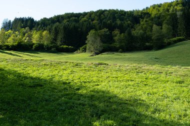 A valley in the Alps, a perfect lawn flooded with light and a coniferous forest.