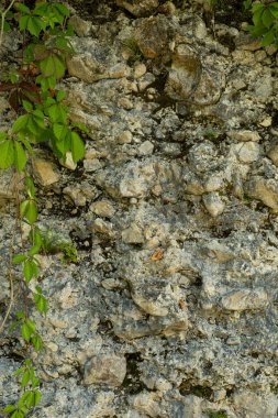 Fresh Greenery on Rough Rock Texture, Symbol of Nature and Sustainability.