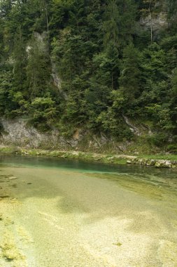 Yazın Orman Irmağı ile Güzel Doğal Arkaplan.