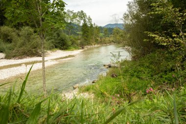 Wild Mountain River Flowing, Scenic Alpine Landscape