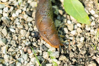 Detailed Macro of Slug in Forest Ecosystem, Wildlife Close-Up.