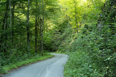 Trail in Summer Mountain Forest. Peaceful Path Through Green Nature.