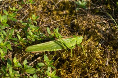 Çimenlerde Büyük Yeşil Çekirge, Kapalı Makro.