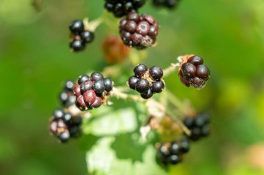Vahşi Orman Blackberry 'si. Olgun Doğal Böğürtlenler Yaz Ormanı 'nda büyüyor.