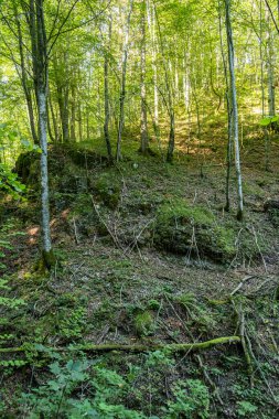 Typical Alpine Forest with Tree Roots in Summer Season.