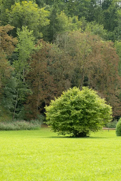 Manzaralı Dağ Ormanı Sonbaharın Başında Altın Yapraklar Görünüyor.