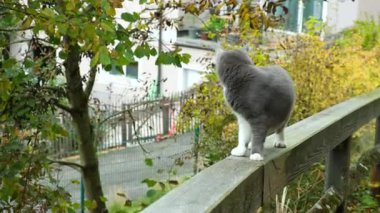 Güz grisi pofuduk kedi bakıyor ve uzaklaşıyor.