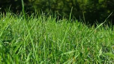 Huzurlu Yeşil Alp Çayırı Yavaş Çekimde, Yeşil Çimen Yakın Çekimde.