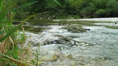 Güçlü Akıntılı Dağ Nehri, Yavaş Hareket Videosu
