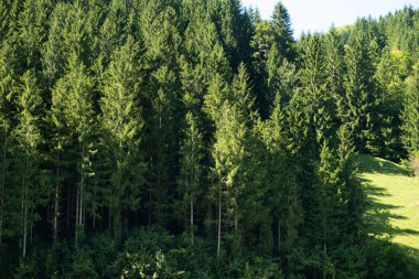 Yazın ışık ışınlarında muhteşem kozalaklı orman..