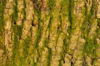 Doğal Kahverengi Tonlardaki Sert Ağaç Kabuğunun Yakın Dokuması.