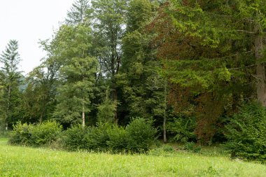 Sonbaharın başında Yeşil ve Sarı Ağaçlı Huzurlu Alp Manzarası.