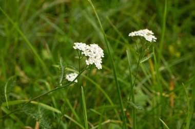 Yarrow Achillea Millefolium Meadow 'da Çiçek açıyor, Yakın Çekim Makro.