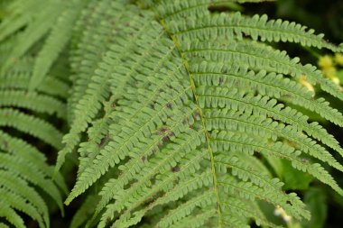 Eğreltiotu Ormana Yakın Yapraklar, Yeşil Yapraklar Makro.